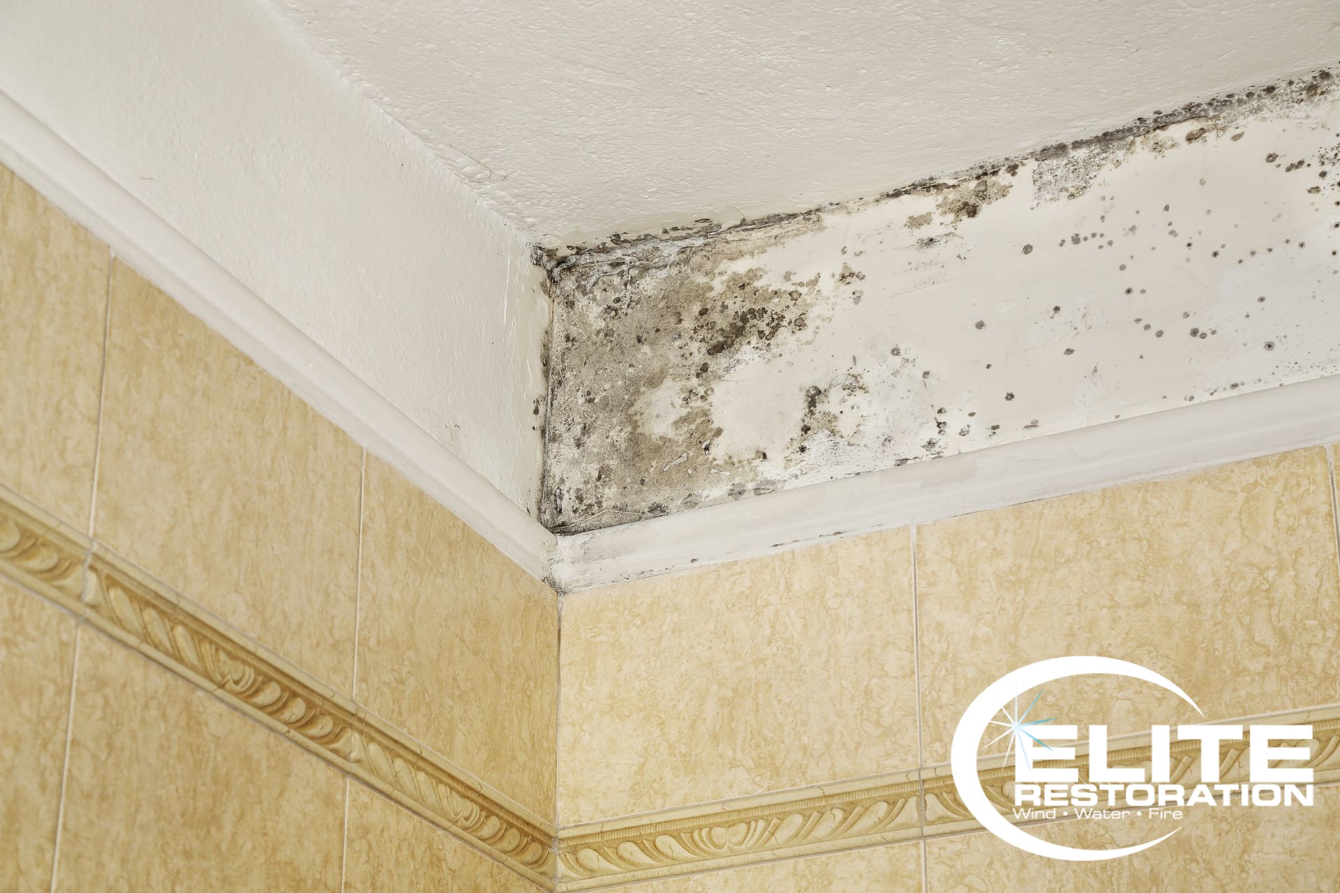 Featured image for “Mold Removal Company in Boise, ID”