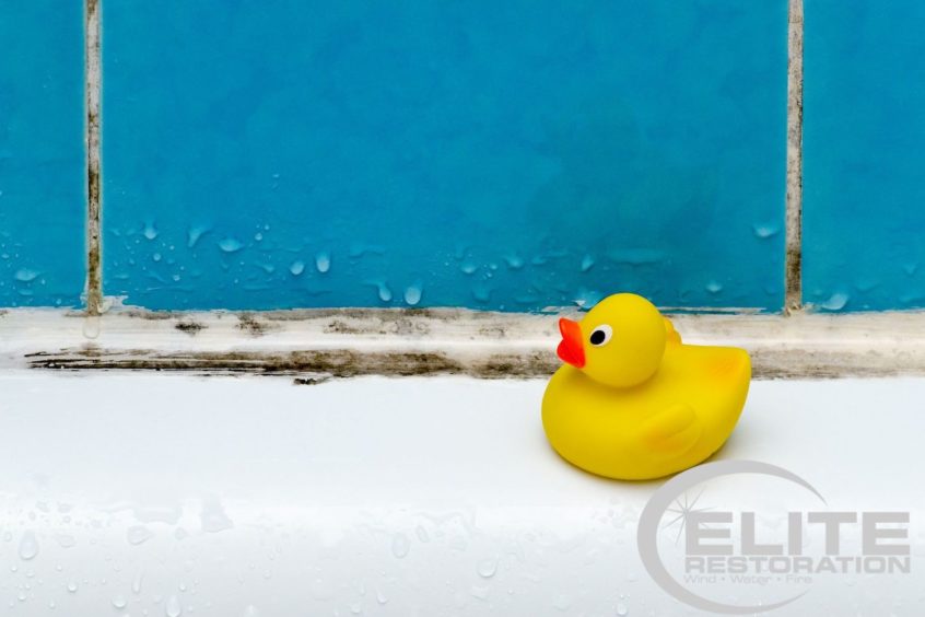 Rubber ducky by black mold in a bathtub