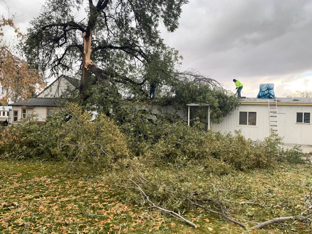 Tree felled on top of a house after a severe wind storm.
