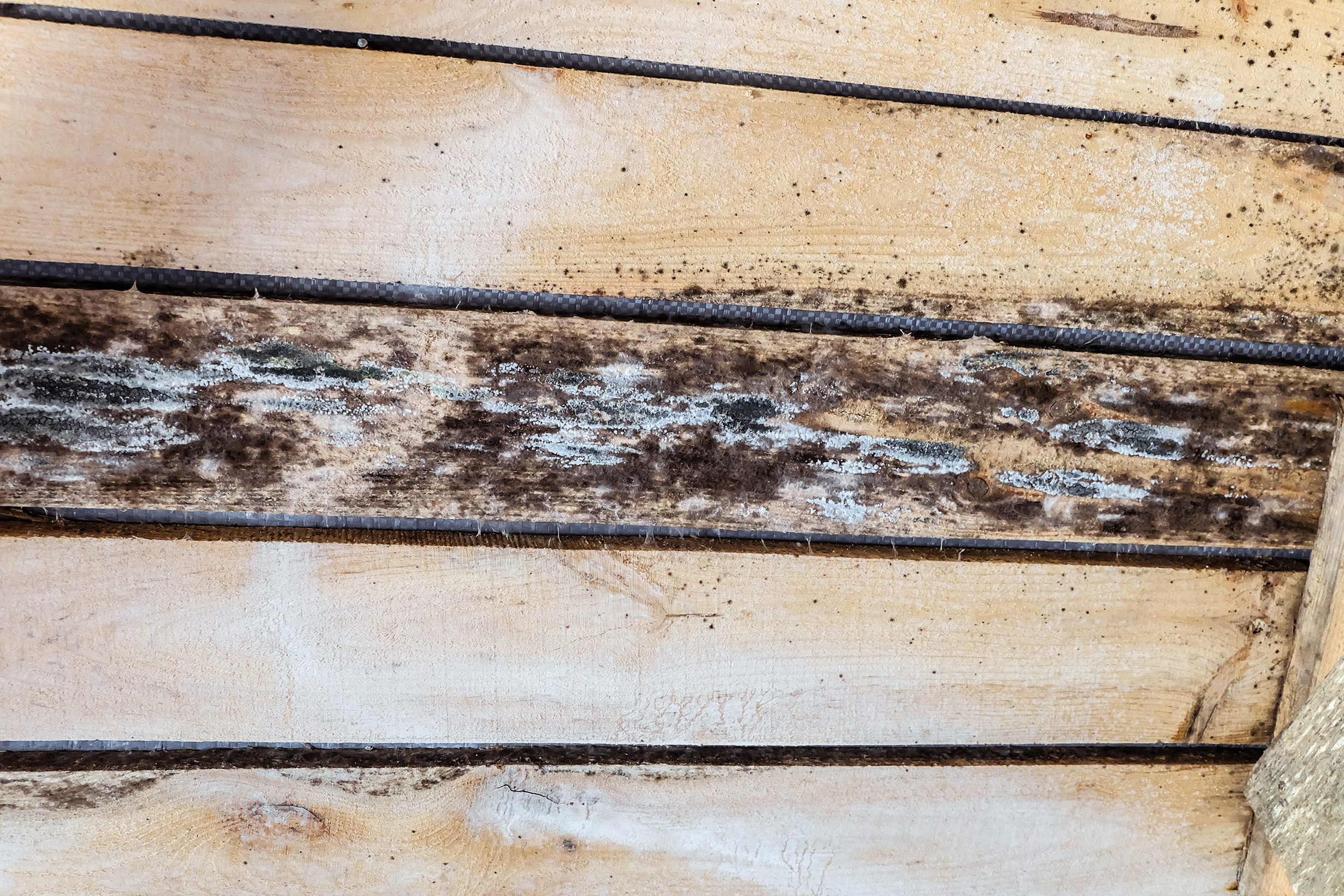 Wood rot